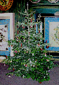 baum.gif
